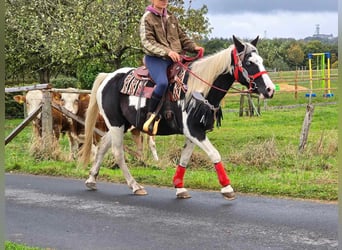 Pinto Horse, Giumenta, 16 Anni, 148 cm, Pezzato