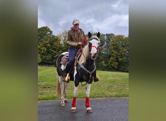 Pinto Horse, Giumenta, 16 Anni, 148 cm, Pezzato