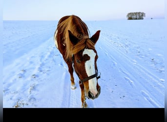 Pinto Horse Mix, Giumenta, 16 Anni, 154 cm, Overo-tutti i colori