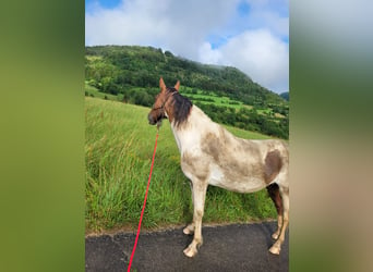 Pinto Horse, Giumenta, 16 Anni, 155 cm, Pezzato