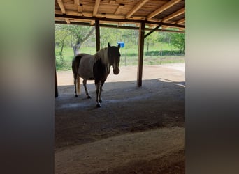 Pinto Horse, Giumenta, 16 Anni, 160 cm, Pezzato