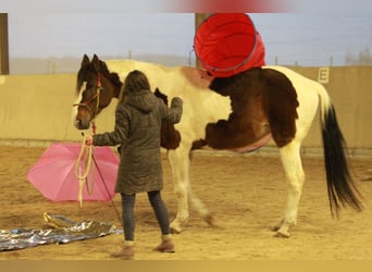 Pinto Horse, Giumenta, 17 Anni, 174 cm, Pezzato