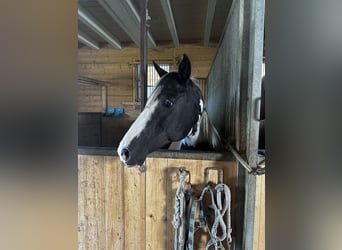 Pinto Horse, Giumenta, 18 Anni, 148 cm, Pezzato