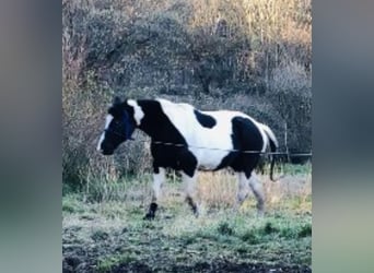 Pinto Horse Mix, Giumenta, 19 Anni, 160 cm, Pezzato