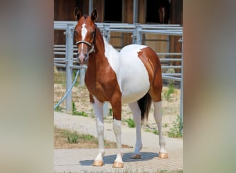 Pinto Horse Mix, Giumenta, 1 Anno, 132 cm, Pezzato