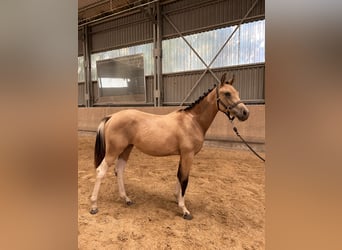 Pinto Horse, Giumenta, 1 Anno, 145 cm, Pezzato