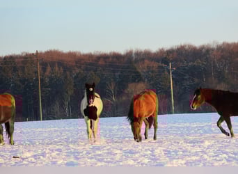 Pinto Horse Mix, Giumenta, 1 Anno, 152 cm