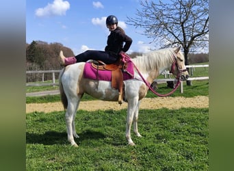 Pinto Horse, Giumenta, 1 Anno, 155 cm, Pezzato
