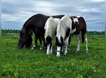 Pinto Horse Mix, Giumenta, 1 Anno, 160 cm, Pezzato