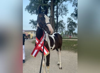 Pinto Horse, Giumenta, 1 Anno, 167 cm, Pezzato