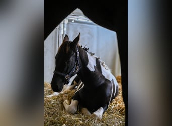 Pinto Horse, Giumenta, 1 Anno, 168 cm, Pezzato