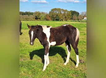 Pinto Horse, Giumenta, 1 Anno, Tobiano-tutti i colori