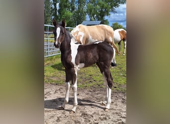 Pinto Horse, Giumenta, 1 Anno, Tobiano-tutti i colori