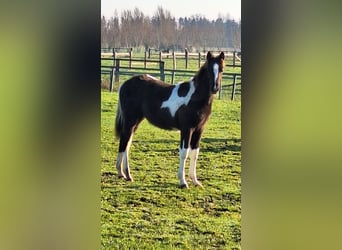 Pinto Horse, Giumenta, 1 Anno, Tobiano-tutti i colori