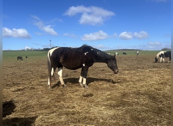 Pinto Horse Mix, Giumenta, 20 Anni, 160 cm, Pezzato