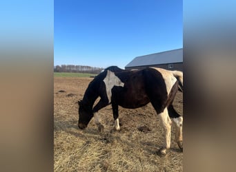 Pinto Horse Mix, Giumenta, 20 Anni, 160 cm, Pezzato