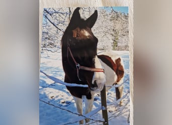 Pinto Horse, Giumenta, 26 Anni, 160 cm, Pezzato