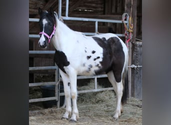 Pinto Horse Mix, Giumenta, 2 Anni, 150 cm, Pezzato