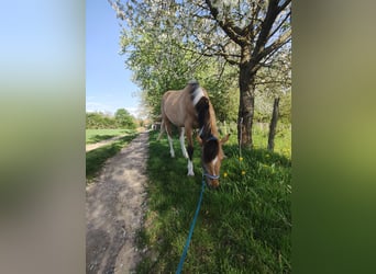 Pinto Horse, Giumenta, 2 Anni, 153 cm, Tobiano-tutti i colori