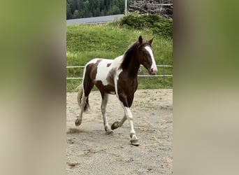 Pinto Horse Mix, Giumenta, 2 Anni, 155 cm, Pezzato