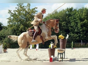 Pinto Horse, Giumenta, 2 Anni, 158 cm, Palomino