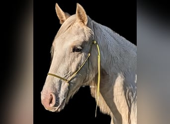 Pinto Horse, Giumenta, 2 Anni, 158 cm, Palomino