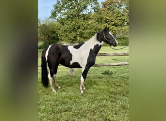 Pinto Horse, Giumenta, 2 Anni, 158 cm, Pezzato
