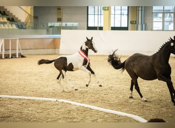 Pinto Horse, Giumenta, 2 Anni, 167 cm, Pezzato