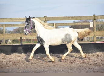 Pinto Horse, Giumenta, 2 Anni, Pezzato