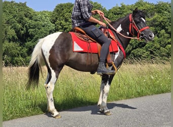 Pinto Horse, Giumenta, 3 Anni, 136 cm, Pezzato