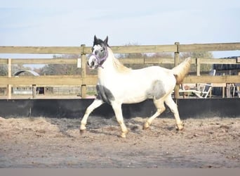 Pinto Horse, Giumenta, 3 Anni, 143 cm