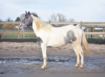 Pinto Horse, Giumenta, 3 Anni, 144 cm, Pezzato
