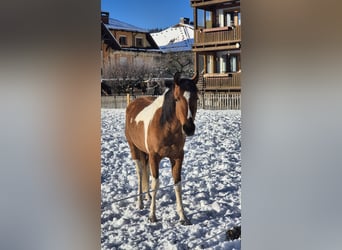 Pinto Horse Mix, Giumenta, 3 Anni, 145 cm, Pezzato
