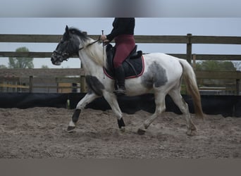 Pinto Horse, Giumenta, 3 Anni, 148 cm, Pezzato