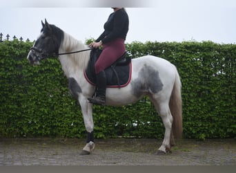 Pinto Horse, Giumenta, 3 Anni, 148 cm, Pezzato