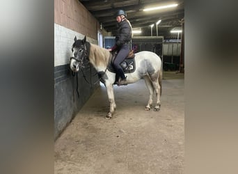 Pinto Horse, Giumenta, 3 Anni, 148 cm, Pezzato