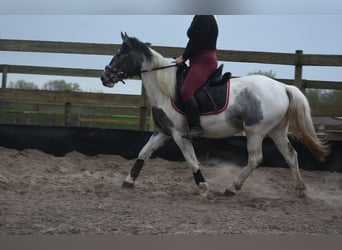 Pinto Horse, Giumenta, 3 Anni, 148 cm, Pezzato