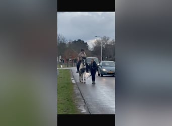 Pinto Horse, Giumenta, 3 Anni, 148 cm, Pezzato