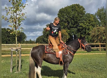 Pinto Horse, Giumenta, 3 Anni, 148 cm, Pezzato