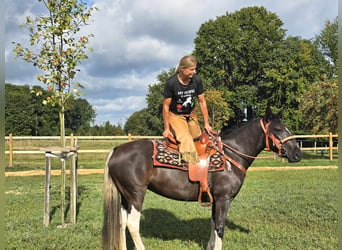 Pinto Horse, Giumenta, 3 Anni, 148 cm, Pezzato