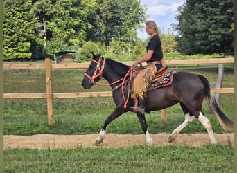 Pinto Horse, Giumenta, 3 Anni, 148 cm, Pezzato