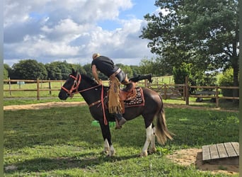 Pinto Horse, Giumenta, 3 Anni, 148 cm, Pezzato