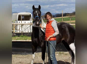 Pinto Horse Mix, Giumenta, 3 Anni, 150 cm, Pezzato