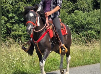 Pinto Horse, Giumenta, 4 Anni, 136 cm, Pezzato