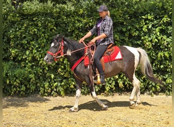 Pinto Horse, Giumenta, 4 Anni, 136 cm, Pezzato