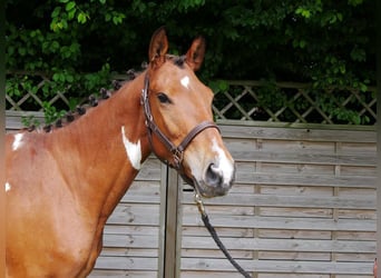 Pinto Horse Mix, Giumenta, 4 Anni, 140 cm