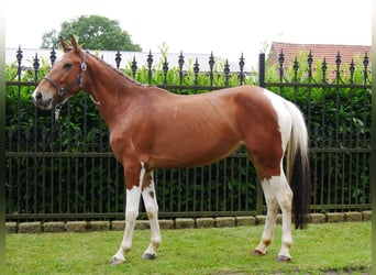 Pinto Horse Mix, Giumenta, 4 Anni, 140 cm