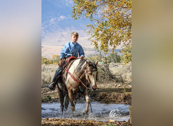 Pinto Horse, Giumenta, 4 Anni, 140 cm, Pelle di daino