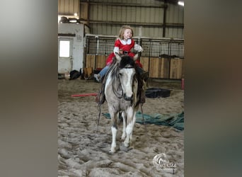 Pinto Horse, Giumenta, 4 Anni, 140 cm, Pelle di daino