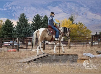 Pinto Horse, Giumenta, 4 Anni, 140 cm, Pelle di daino